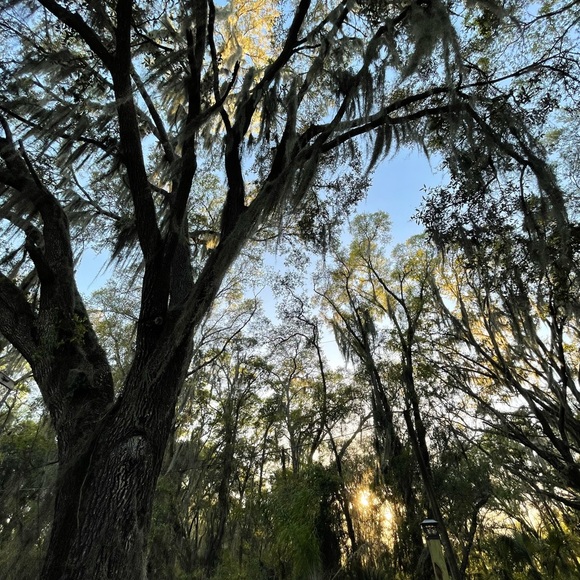 🌍5 lbs. real Air Plants OrganicReal  Live Spanish Moss Extra Long Rare C… - Picture 4 of 17